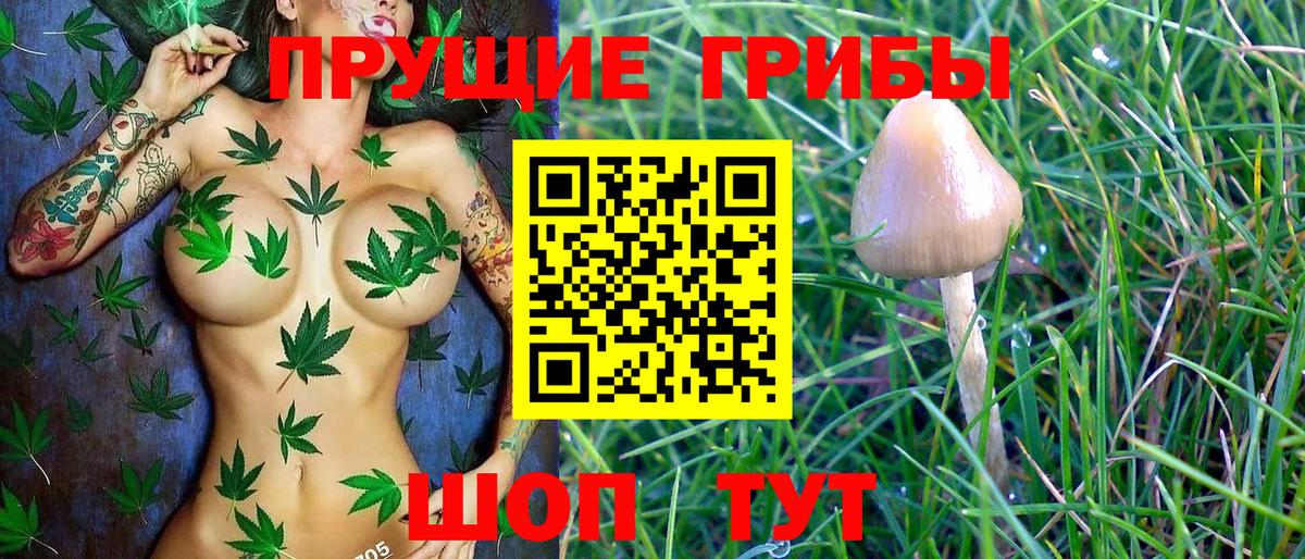 Псилоцибиновые грибы GOLDEN TEACHER Россошь